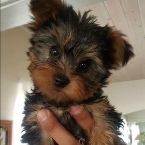 Meet your Posher, Aivet